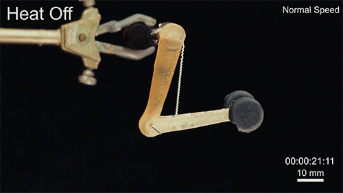 Tạo cơ bắp cho robot dựa trên hoạt động cây dưa chuột