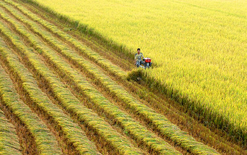 Ngành xuất khẩu lúa gạo Việt Nam có nguy cơ bị ảnh hưởng.