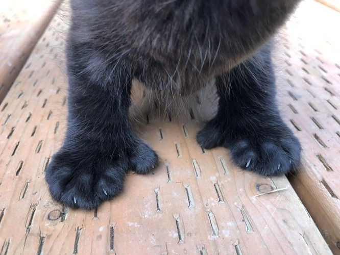   Chú mèo với ngón chân cái đặc biệt. Ảnh: Brightside  