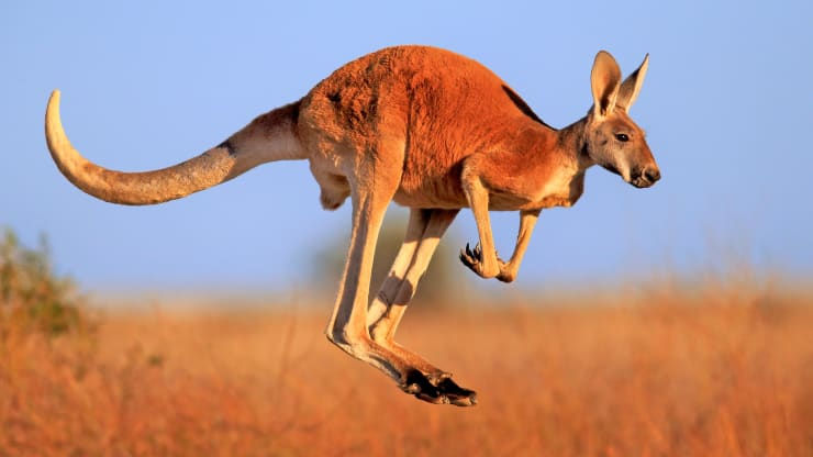   Vị trí thứ bảy, động vật và thiên nhiên tại Úc. Ảnh: Getty.   Úc nổi tiếng với cảnh quan đa dạng và động vật hoang dã độc đáo, đạt điểm cao về an toàn và cơ sở hạ tầng du lịch nhưng lại bị lọt vào danh mục cạnh tranh về giá. Vào tháng 5 , Úc được mệnh danh là điểm đến kỳ nghỉ mơ ước hàng đầu trong một cuộc khảo sát về du khách Mỹ.  