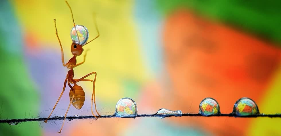   Phải mất 4 giờ, nhiếp ảnh gia mới chụp được một con kiến ​​mang theo những giọt nước và bước đi thật uyển chuyển trên một sợi chỉ như một 