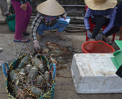 Việc thương lái chọn lựa tôm hùm khiến người nuôi lỗ nặng. (Ảnh; Minh họa)