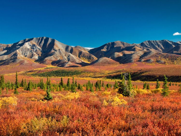   Đến công viên và khu Bảo tồn Quốc gia Denali vào mùa thu, du khách có thể được chiêm ngưỡng hàng ngàn cây bạch dương và cây dương lá rung bùng nổ sắc vàng. Công viên và khu Bảo tồn Quốc gia Denali trải dài trên 6 triệu mẫu Anh. Ảnh: Shutterstock eye CatchLight.  