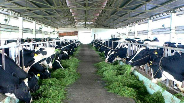 Việt Nam đã vươn lên đứng thứ sáu châu Á về sản lượng sữa và đứng thứ tư về năng suất của đàn bò vắt sữa.