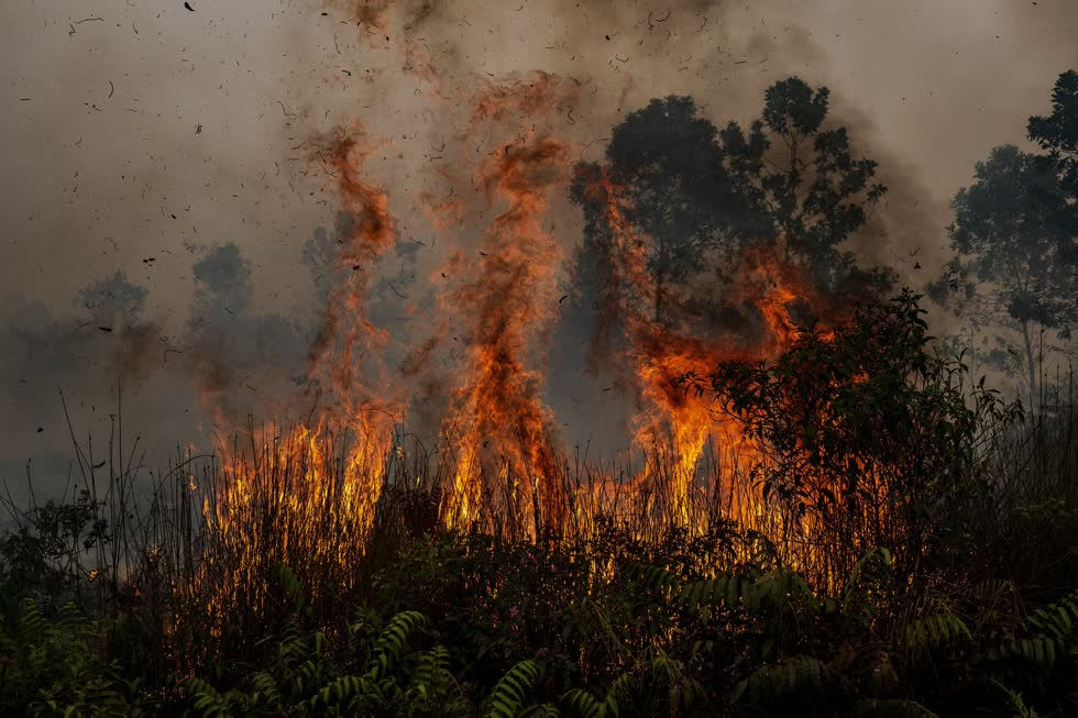   Chiếm đất rừng để hoạt động nông nghiệp là bất hợp pháp ở Indonesia, nhưng rất ít người bị truy tố. Các quan chức cho biết 14 công ty đang bị điều tra vì gây ra các đám cháy lan rộng trên đất của họ và hơn 300 người đã được xác định là nghi phạm.  