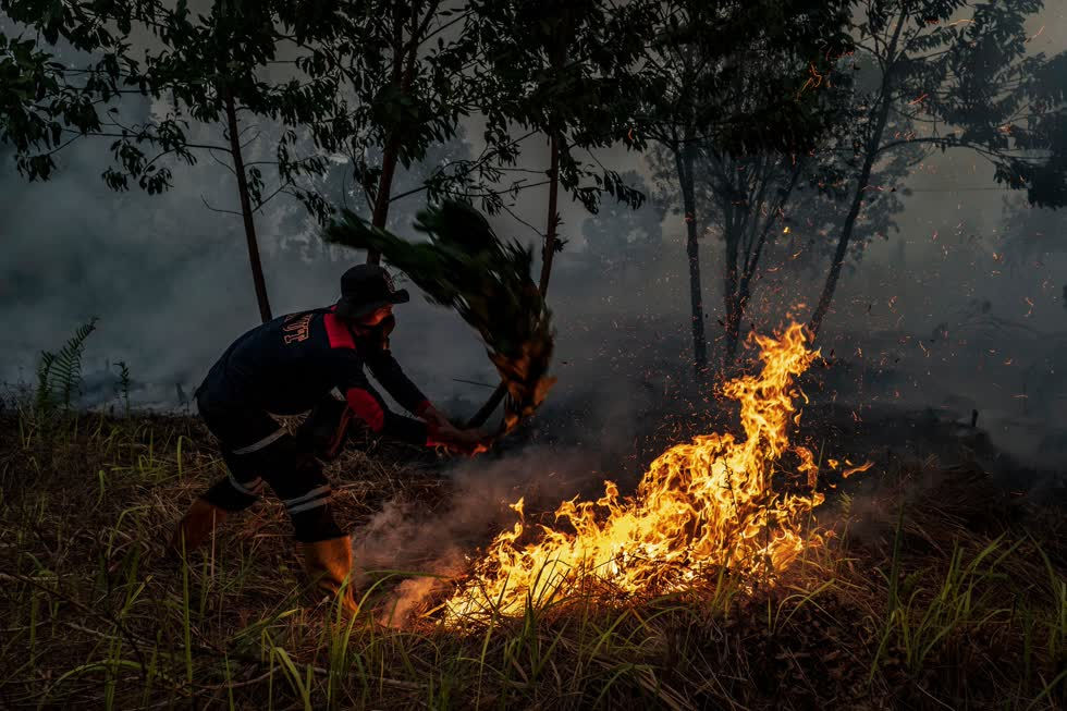   Với nguồn lực hạn chế, một số lính cứu hỏa đã cố gắng dập tắt đám cháy bằng cách dập lửa bằng cành cây. Những đám khói dày đặc này gây ra vấn đề hô hấp cho gần một triệu người.  