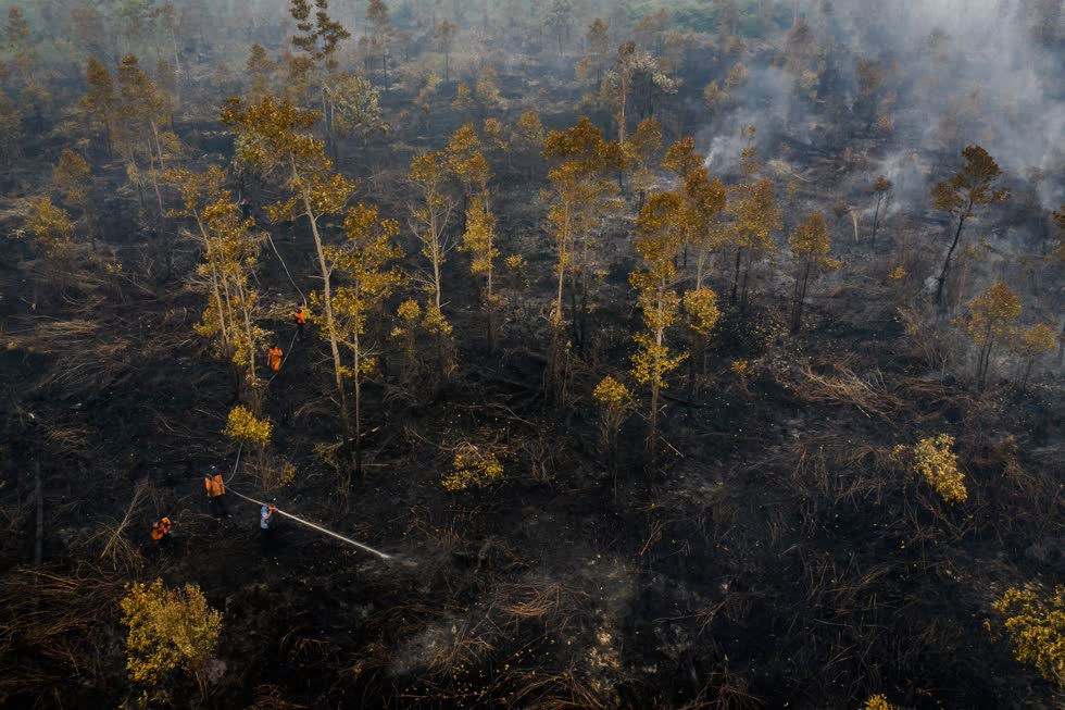   Các quan chức ước tính rằng đám cháy đã thiêu rụi hơn 800.000 mẫu rừng. Các vụ hỏa hoạn là một hiện tượng hàng năm khi các đồn điền lớn và các hộ nông dân sử dụng phương pháp đốt nương lâu đời trong mùa khô để mở vùng đất mới để trồng.  