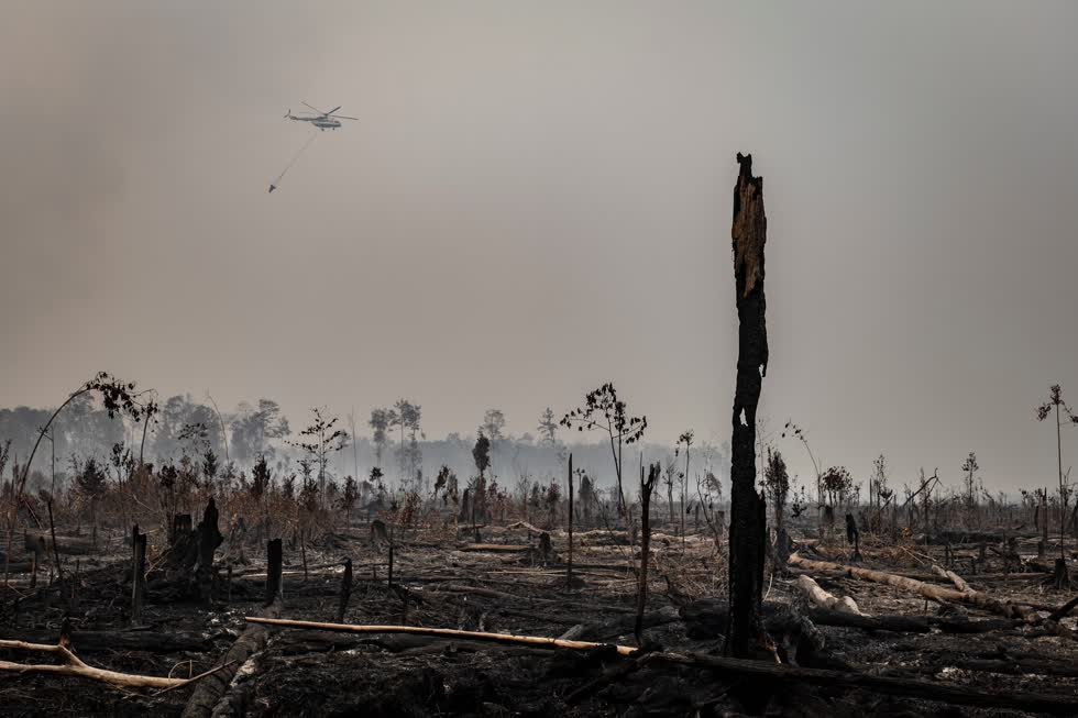   Vườn quốc gia Sebangau ở miền Trung Kalimantan đặc biệt khó khăn. Mặc dù các đám cháy có thể dự đoán được nhưng Indonesia vẫn chưa sẵn sàng để chống lại các vụ cháy, thường bắt đầu ở các khu vực xa xôi và không thể tiếp cận. Nhóm môi trường Greenpeace đã chỉ trích Chính phủ vào hôm thứ Ba vì đã không có hành động chống lại chủ các đồn điền, công ty, đã đốt lửa để giải phóng mặt bằng nông nghiệp.  