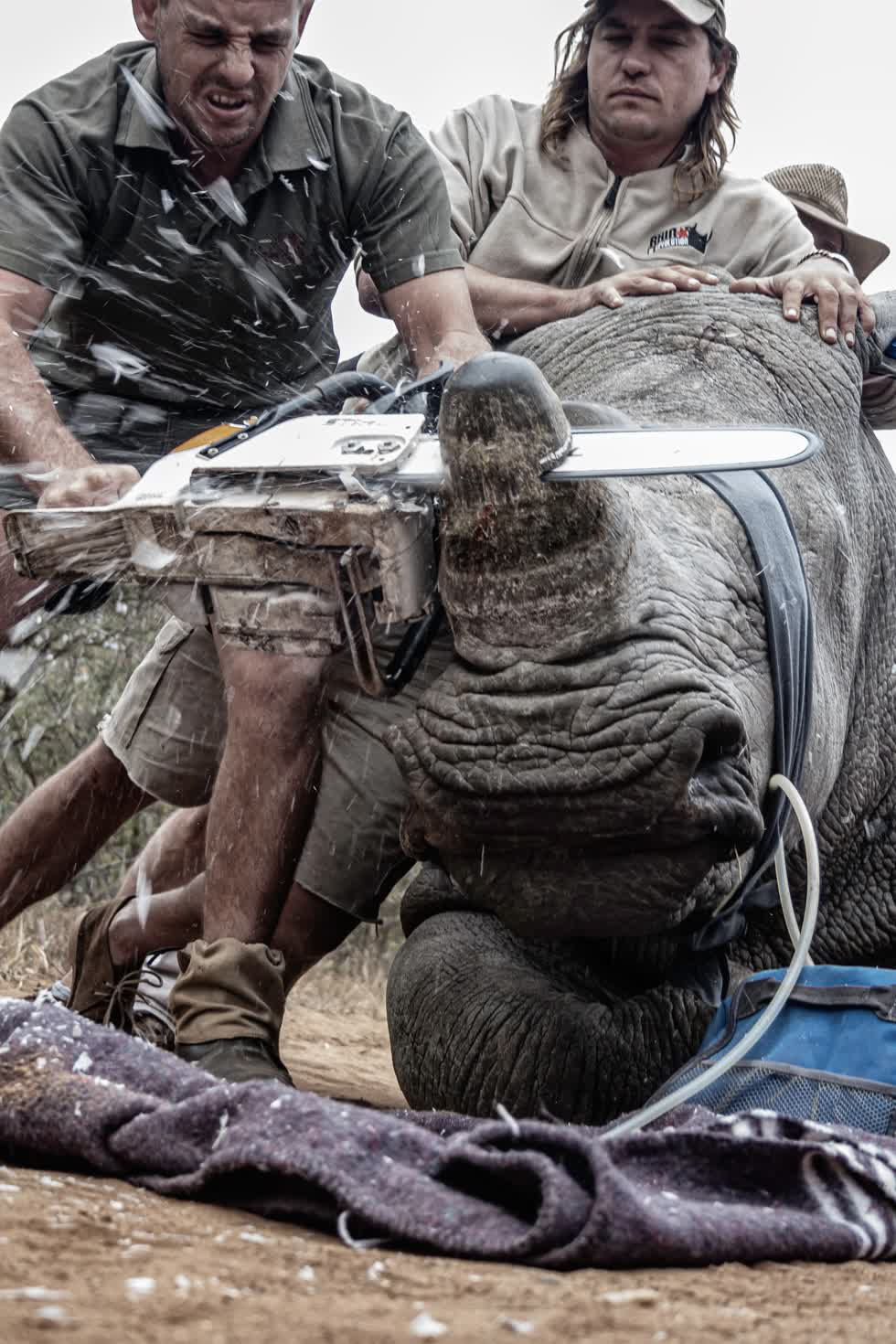 Con tê giác này đang được các nhân viên bảo tồn cưa sừng để giúp nó tránh bị giết hại bởi những kẻ săn trộm. Tê giác Nam Phi đối mặt với nguy cơ tuyệt chủng do bị săn bắt để khai thác sừng, phục vụ cho nhu cầu ở Trung Quốc và Việt Nam. Ảnh: Neville Ngomane.
