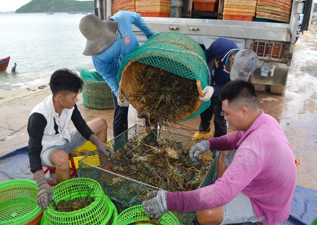 Thị trường Trung Quốc tiêu thụ chậm, thương lái kén chọn nên gái tôm hùm tại thị xã Sông Cầu, tỉnh Phú Yên giảm mạnh.