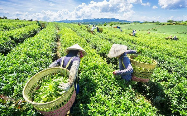 Việt Nam xuất khẩu chè đứng thứ 5 toàn cầu.