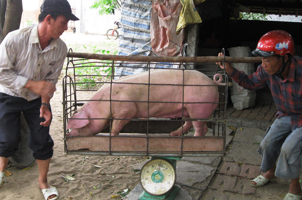 Giá heo đang tăng theo giờ chứ không còn tăng theo ngày.