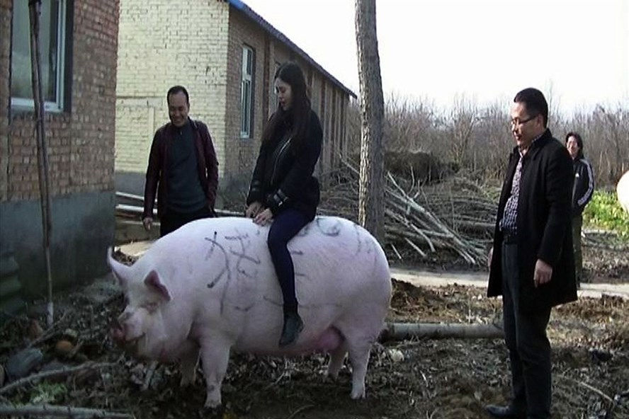  Một du khách cưỡi trên con lợn nặng 750 kg tại một trang trại ở thành phố Trịnh Châu, tỉnh Hà Nam. Ảnh: AP.  