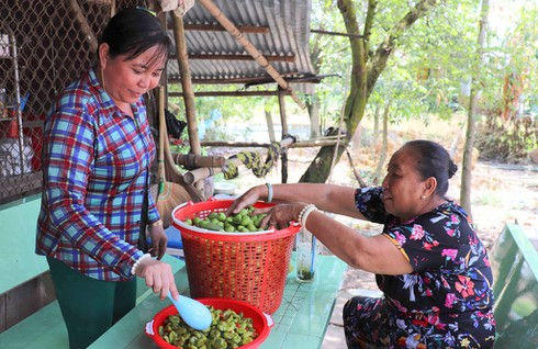   Chị Hiền còn chế biến cà na thành món ướp chua ngọt, ngào đường để bán cho người dân khu vực.  