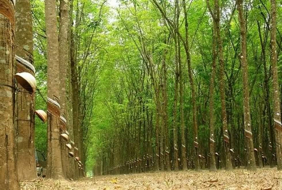 Cao su Phước Hòa lãi nhờ tiền đền bù đất.