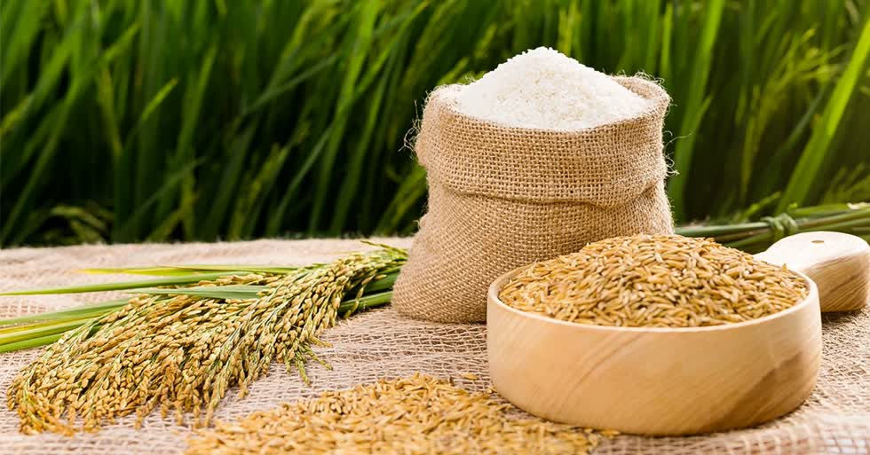 Doanh nghiệp xuất khẩu gạo xem xét thận trọng hợp đồng xuất khẩu gạo vào Philippines.