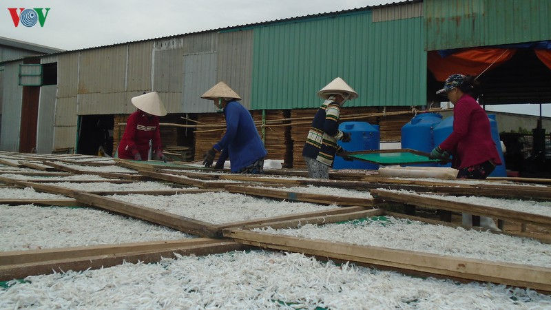 Ngư dân phấn khởi vì cá cơm mồm được mùa. Ảnh: VOV