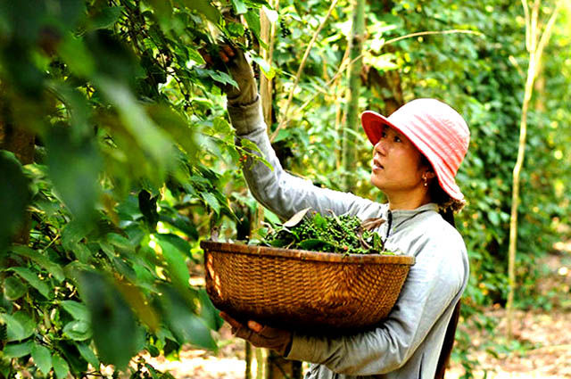 Khuyến cáo doanh nghiệp xuất khẩu hồ tiêu sang Myanmar.