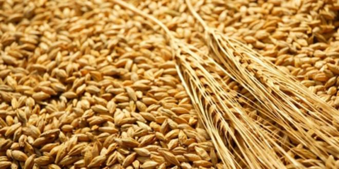 Giá thức ăn chăn nuôi thế giới tuần qua 14-18/10/2019: Lúa mì tăng hơn 3%