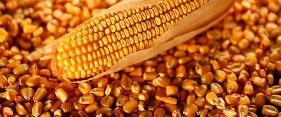 Giá thức ăn chăn nuôi thế giới ngày 21/10/2019: Lúa mì giảm 1%