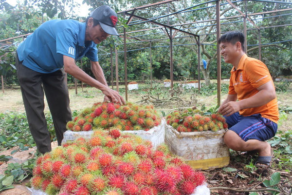 Hiện chôm chôm Thái đang là sản phẩm đem lại thu nhập cao nhất cho người nông dân.