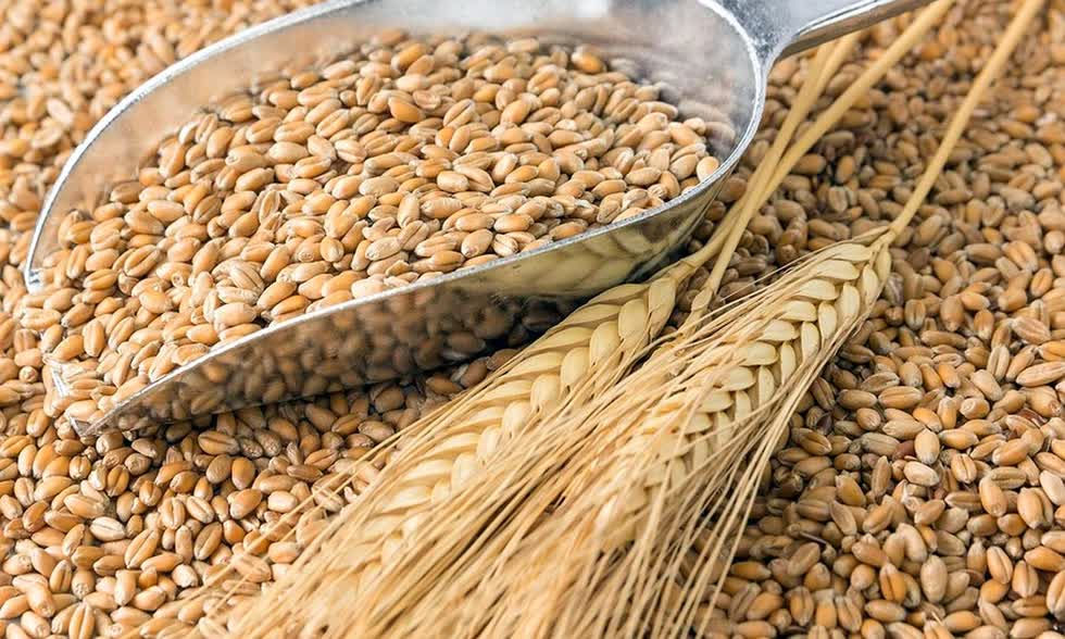 Giá thức ăn chăn nuôi thế giới ngày 24/10/2019: Lúa mì tăng phiên thứ 2