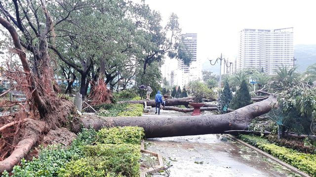 Mưa bão khiến cây đổ ngỗn ngang tại Bình Định.