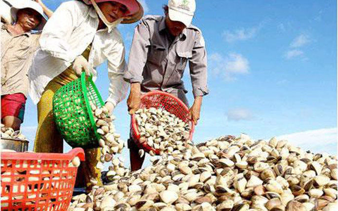 Ngao trắng mang lại lãi cao cho người nuôi.