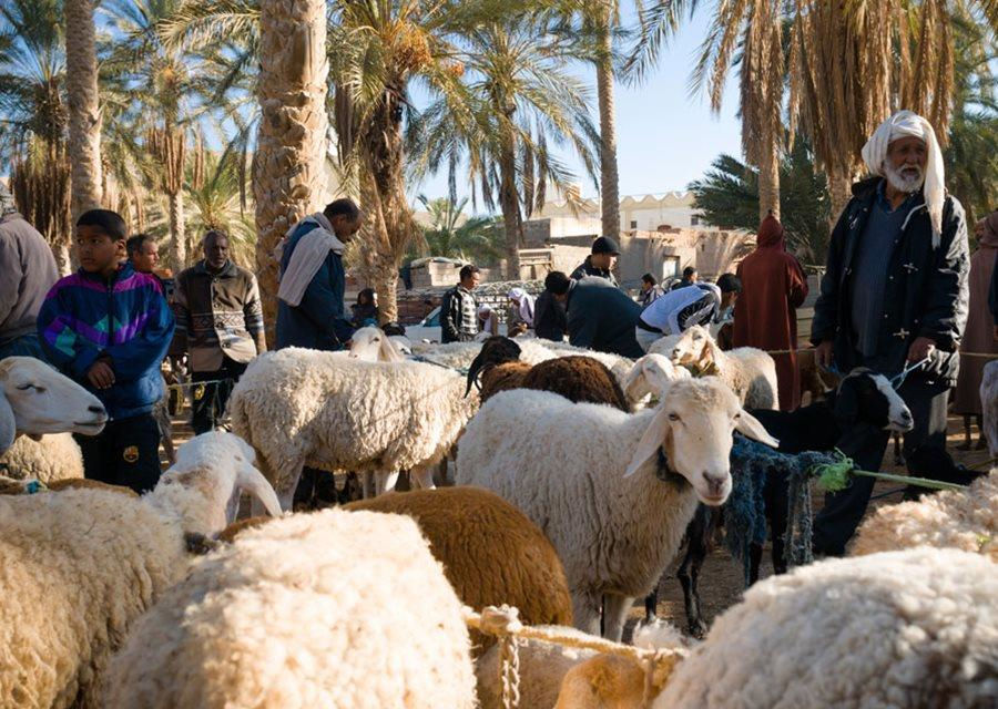   Kebili, Tunisia: Thị trấn sa mạc này nổi tiếng với chà là chất lượng cao, loại cây chịu được nhiệt độ trung bình 40 độ C vào mùa hè. Nhiệt độ cao nhất được ghi nhận được ở đây lên tới 55 độ C. Ảnh: Insight Guides.  