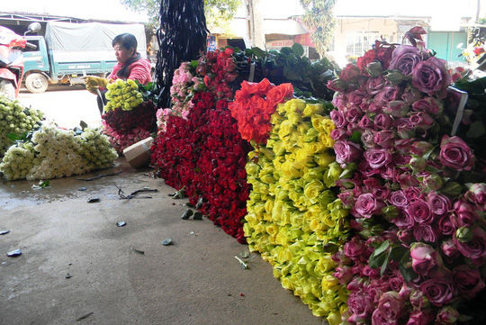 Thị trường hoa tại Đà Lạt đã phục hồi trở lại.