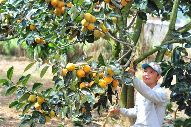 Mỗi năm thu hoạch hồng vuông người dân Lâm Đồng thu về gần 80 triệu đồng.