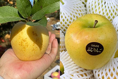 Có nguồn gốc từ Nhật nhưng được trồng tại Sơn Đông (Trung Quốc). Loại táo này mới xuất hiện ở quốc gia này gần đây