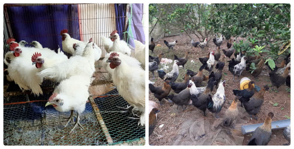Đối với gà ác giống chị Minh bán với giá 9.000 đồng/con, còn loại gà hầm chị bán với mức giá 110.000 đồng/kg.