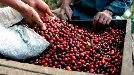 Giá cà phê tăng gần 1 triệu đồng/tấn, lên mốc 34.000 đồng/kg  