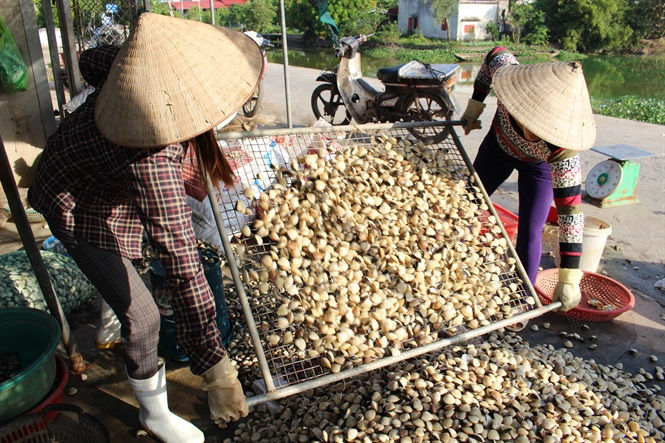 Ngao Giao Thủy được EU đánh giá đạt chất lượng tốt.