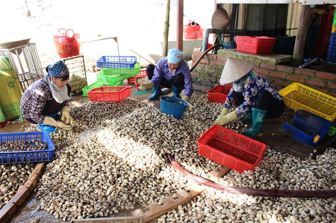 Người dân địa phương đẩy mạnh việc xuất ngoại cho ngao.