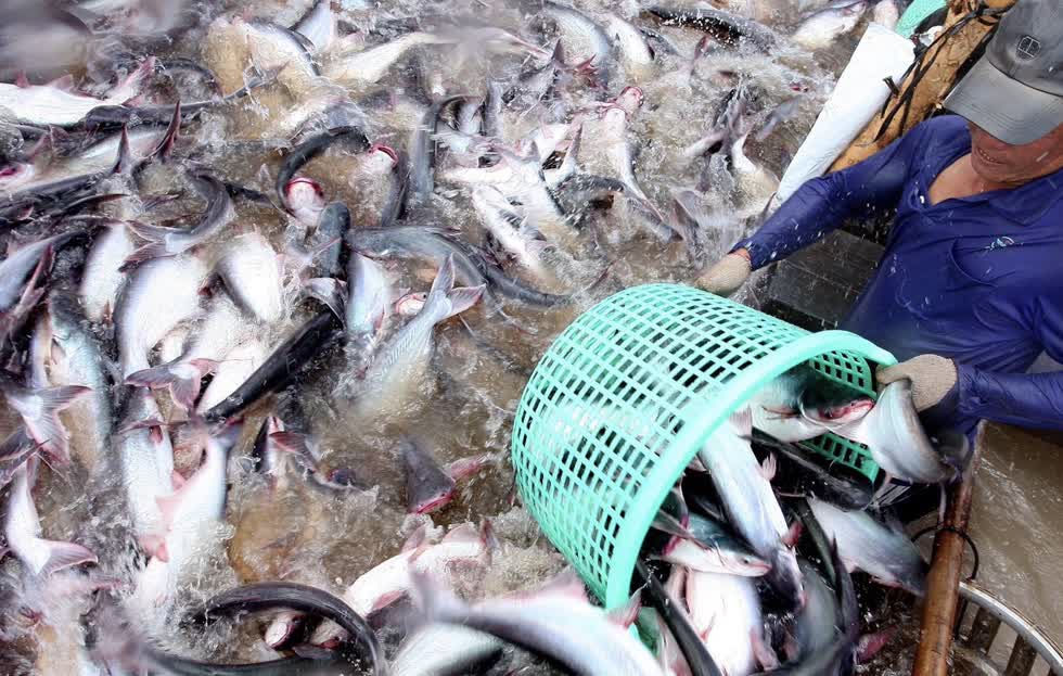 Giá cá tra giống tại nhiều địa phương vùng ĐBSCL tăng trở lại.