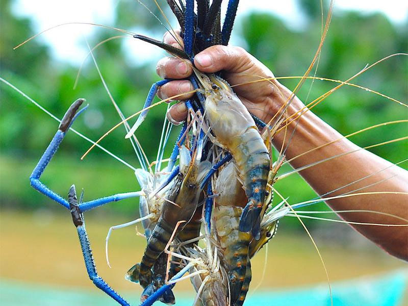 Xuất khẩu tôm sang Mỹ tăng trưởng vào những tháng cuối năm.