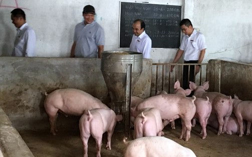 Số ít nông hộ còn nuôi lợn ở tỉnh Đồng Nai