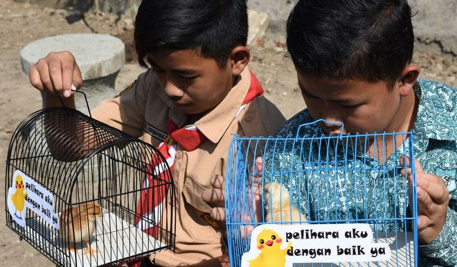 Nhiều học sinh Indonesia tỏ ra hứng thú với nhiệm vụ chăm sóc gà con hơn là cắm mặt vào smartphone. Ảnh: AFP.