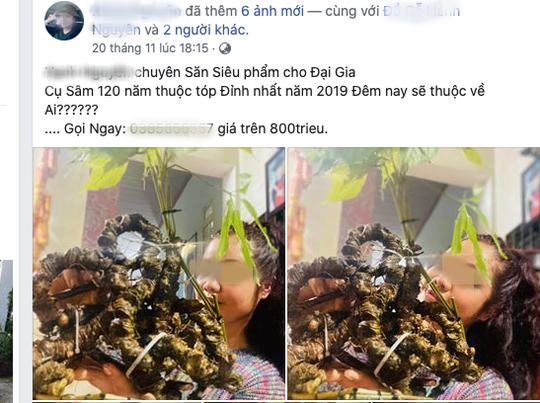Sâm Ngọc Linh được rao bán như rau trên mạng xã hội