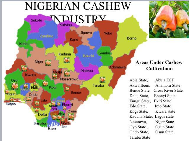 Các vùng sản xuất điều tại Nigeria (ảnh Hiệp hội điều Nigeria).