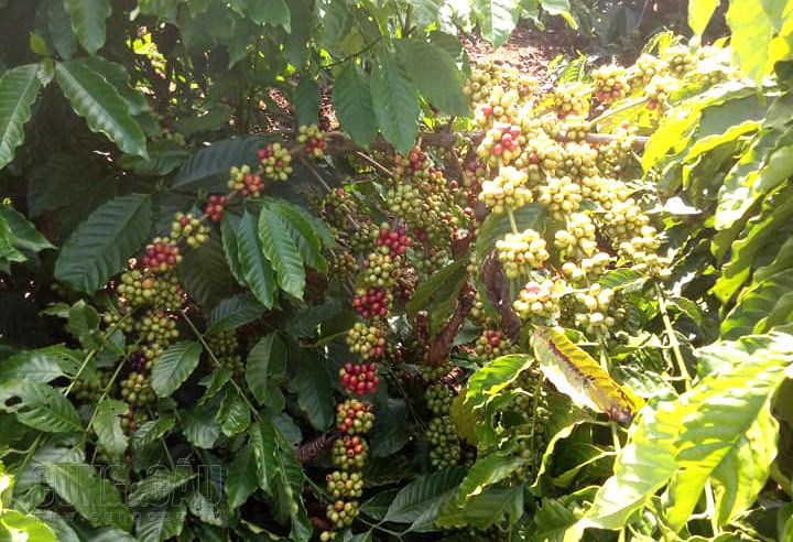 Xuất khẩu chậm, cà phê Robusta tăng nhẹ