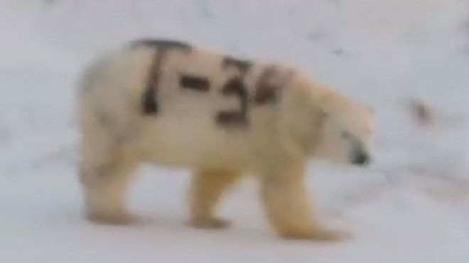 Gấu Bắc cực bị vẽ tên xe tăng 