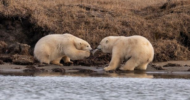 Những con gấu Bắc Cực con mà ông Sullivan đã chụp ảnh. Ảnh: Mirror.