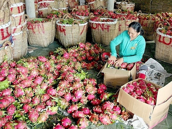 Giá thanh long từ đầu nghịch vụ đến nay luôn ở mức 10.000 đồng/kg, có thời điểm còn 5.000 -7.000 đồng/kg.