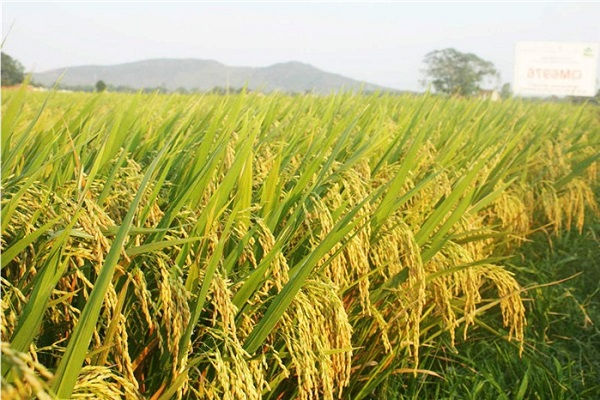 Giá gạo xuất khẩu có xu hướng tăng
