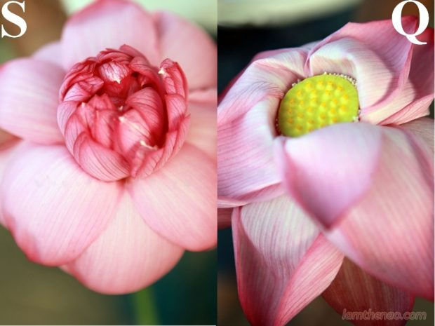 Cách phân biệt hoa sen và sen quỳ người tiêu dùng nên biết khi nở, sen quỳ có rất ít cánh (ảnh trái) và hoa sen có nhiều tầng lớp cánh (bên phải).