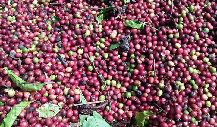 Dự báo giá cà phê tuần tới (16 - 20/12): Giá Robusta sẽ tăng trở lại, có thể đạt mức 1.490 USD/tấn