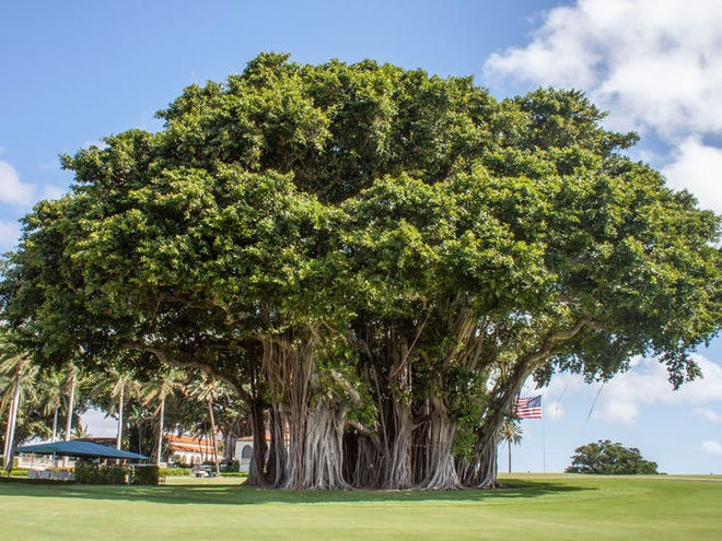 Cạnh khu phức hợp là một cây đa khổng lồ. Bang Florida là một trong những nơi hiếm hoi ở khu vực Bắc Mỹ trồng được loại cây có nguồn gốc từ vùng nhiệt đới châu Á này.